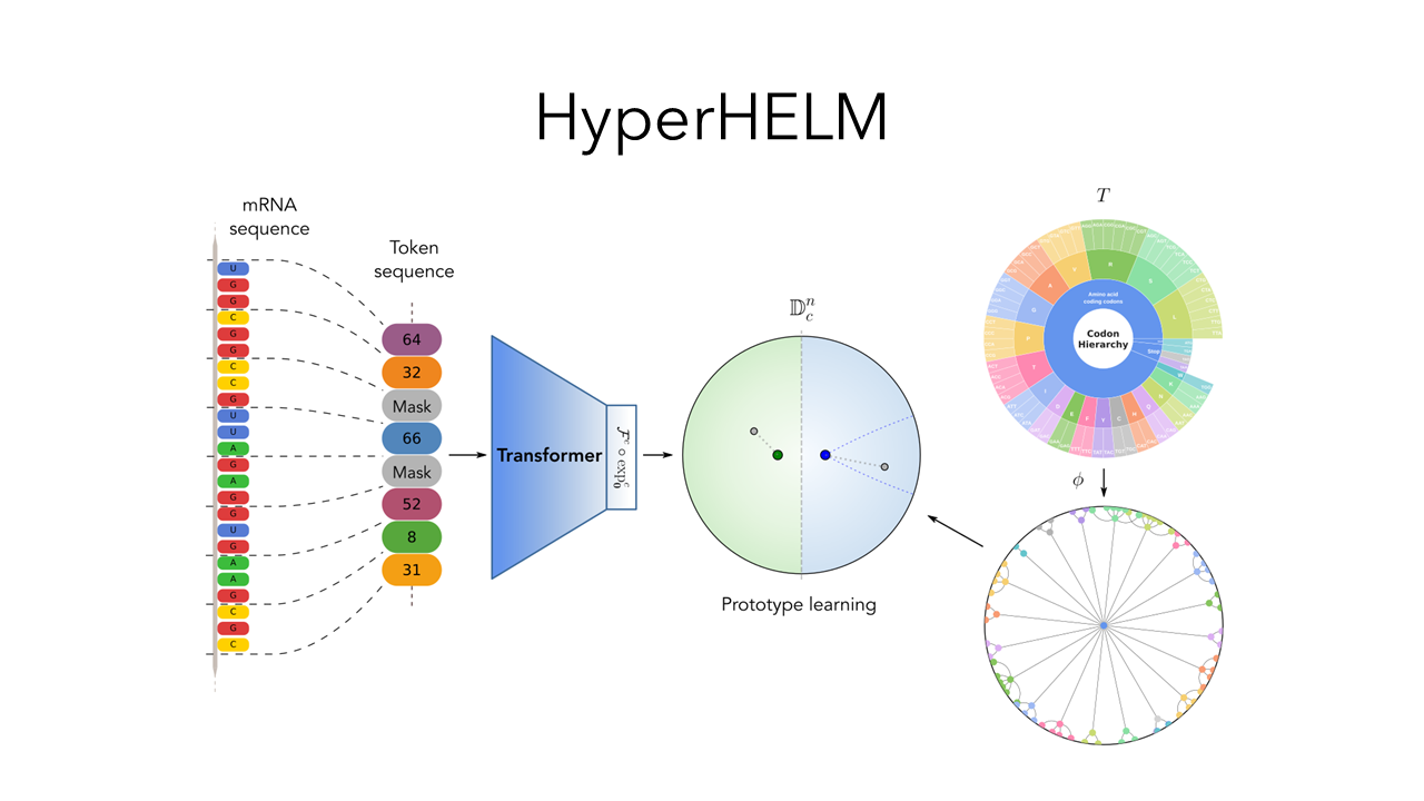 HyperHELM: Hierarchy-aligned Language Modeling for mRNA Sequences
